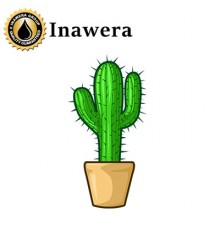 Cactus Verde (Inawera) Cactus Verde (Inawera)