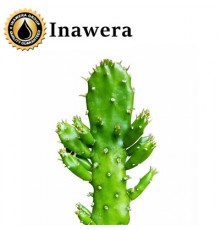 Cactus (Inawera)