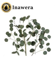 Eucalyptus with Mint (Inawera) Eucalyptus with Mint (Inawera)
